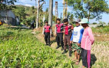 Polri Hadir Bantu Petani Jagung Wujudkan Swasembada di Lombok Barat