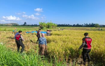 Polri Berperan Aktif Jaga Ketahanan Pangan: Personel Samapta Polres Lombok Barat Patroli dan Beri Edukasi Petani
