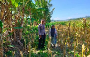 Kemitraan Strategis, Bhabinkamtibmas Lembar Dukung Petani Wujudkan Ketahanan Pangan