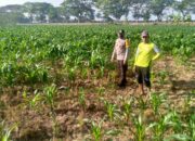 Kolaborasi Polisi dan Petani di Jagaraga untuk Wujudkan Lumbung Pangan Lokal