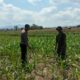 BKTM Desa O,o Pantau Perkembangan Lahan Jagung warga dalam Rangka Dukung Ketahanan Pangan Nasional Menuju Indonesia Emas 2045