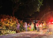 Kolaborasi TNI, Polri, Damkar Evakuasi Pohon Tumbang