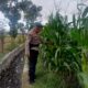 Bhabinkamtibmas Terong Tawah Dorong Pemanfaatan Pekarangan untuk Ketahanan Pangan