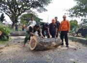 TNI, BPBD, dan Warga Kuripan Evakuasi Pohon Tumbang di By Pass BIL
