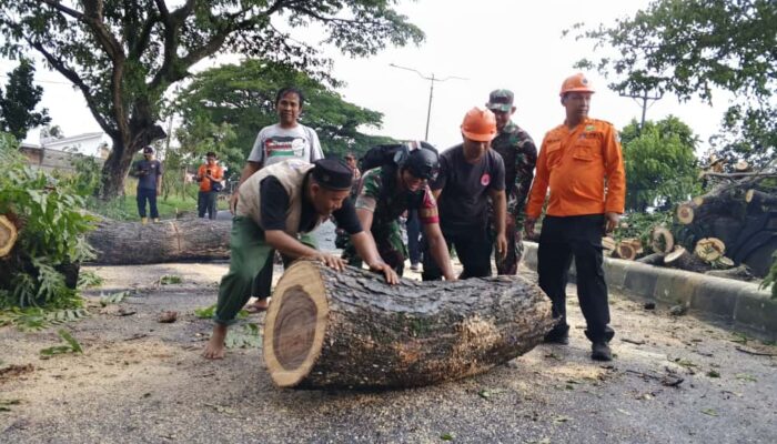 TNI, BPBD, dan Warga Kuripan Evakuasi Pohon Tumbang di By Pass BIL