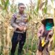 Peran Polri Jaga Stabilitas Harga, Petani Jagung Lombok Barat Diimbau Jual ke Bulog